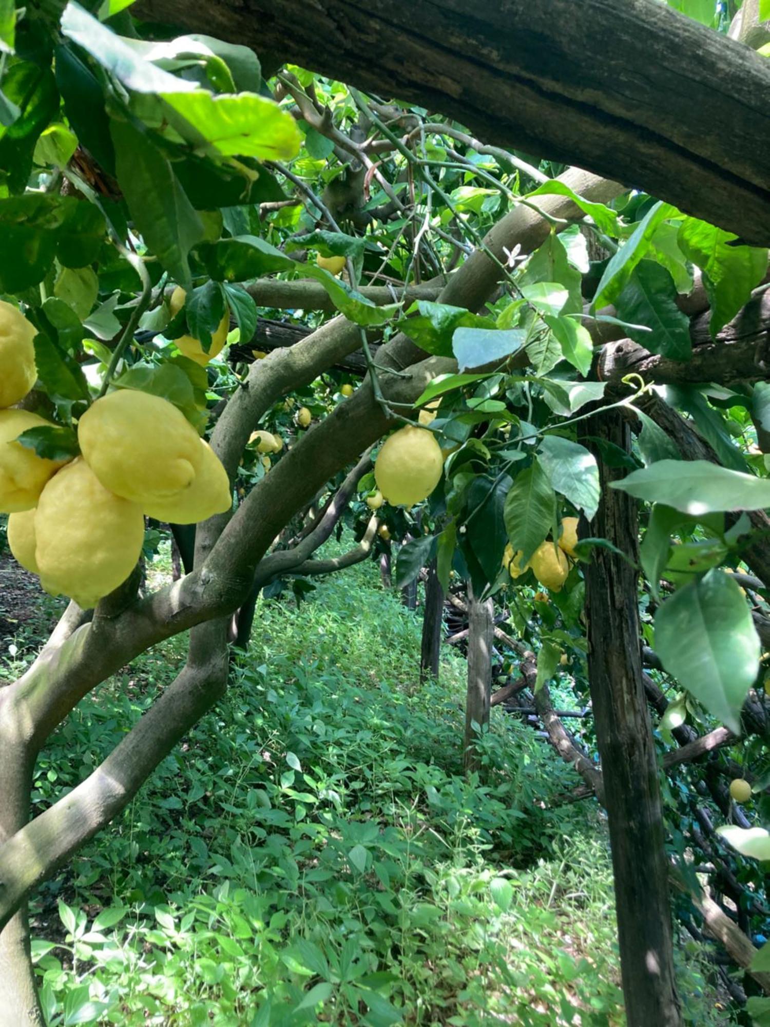 Suite I Limoni Ravello Exteriör bild